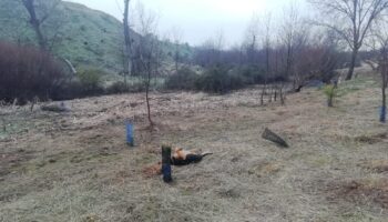 «Los desbroces indiscriminados en Madrid ponen en peligro la biodiversidad urbana y el horizonte de una ciudad sostenible»