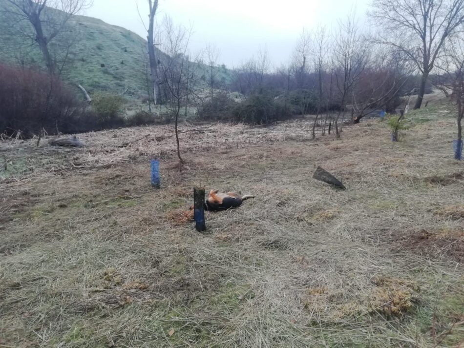 «Los desbroces indiscriminados en Madrid ponen en peligro la biodiversidad urbana y el horizonte de una ciudad sostenible»