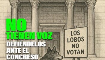 Cantabria ejecuta nueve lobos y PACMA llama a la movilización social ante el Congreso para pedir su protección
