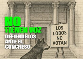 Cantabria ejecuta nueve lobos y PACMA llama a la movilización social ante el Congreso para pedir su protección