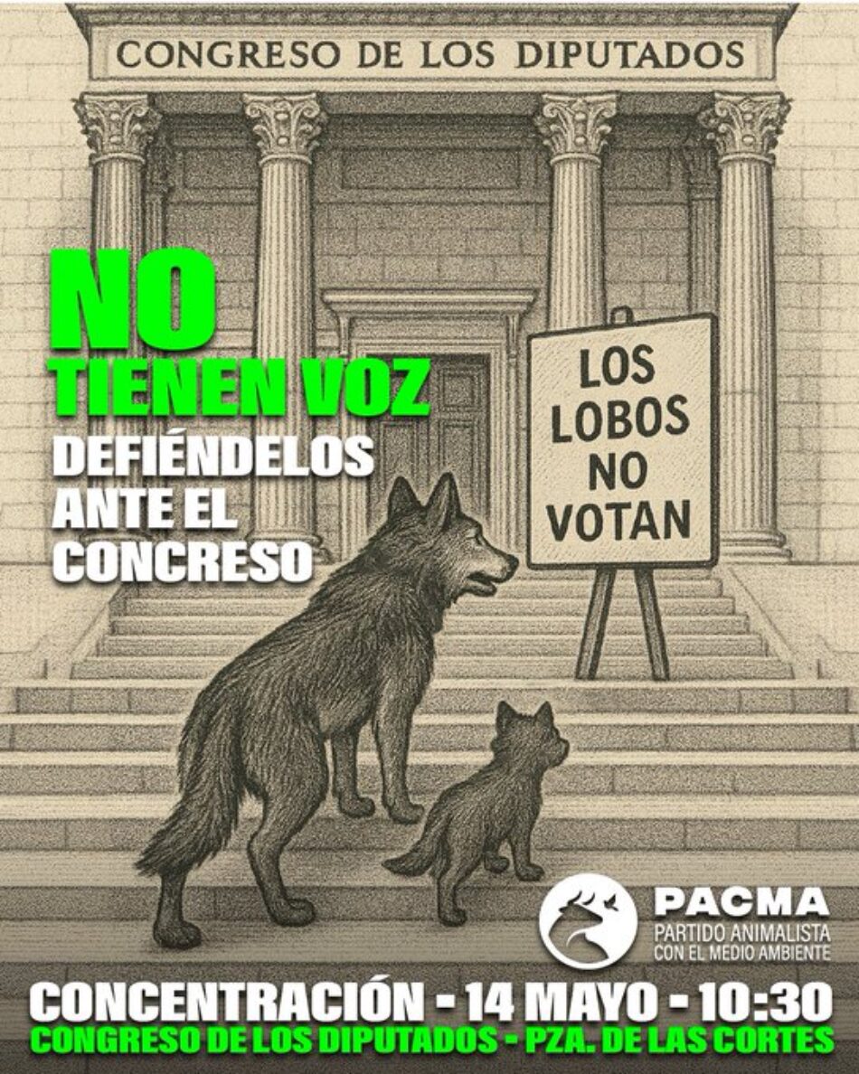 Cantabria ejecuta nueve lobos y PACMA llama a la movilización social ante el Congreso para pedir su protección
