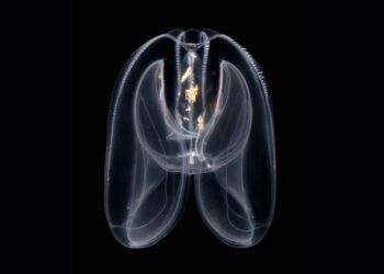 Las medusas peine revelan el origen primitivo de la regulación genómica de los animales