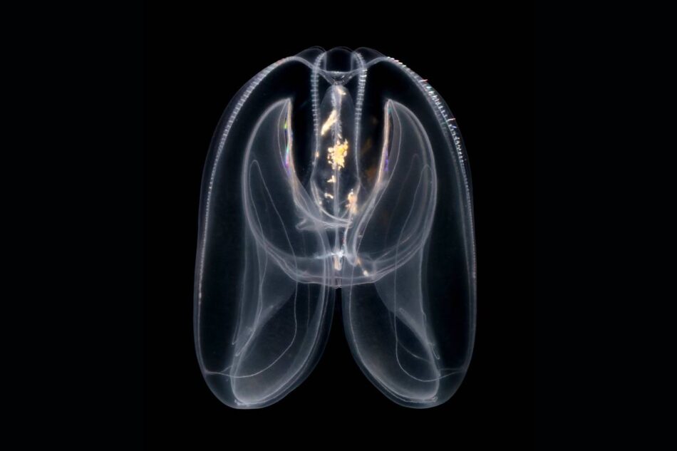 Las medusas peine revelan el origen primitivo de la regulación genómica de los animales
