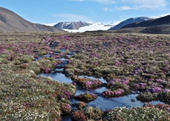 Las plantas del Ártico reaccionan de forma inesperada al cambio climático