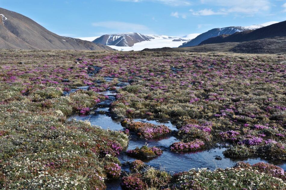 Las plantas del Ártico reaccionan de forma inesperada al cambio climático