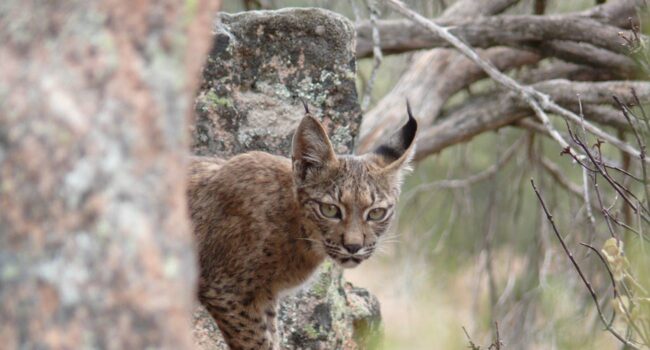 Los linces ibéricos aumentan su población un 19% en 2024 con más de 2.400 ejemplares