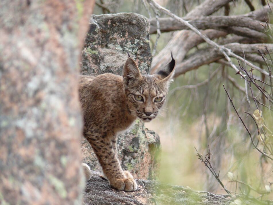 Los linces ibéricos aumentan su población un 19% en 2024 con más de 2.400 ejemplares