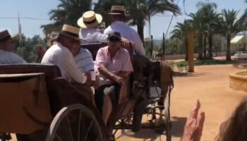 Caballos a 40 grados tirando de carruajes en la Feria de Córdoba: el Partido Animalista exige responsabilidades al Ayuntamiento