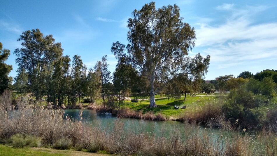 Ecologistas en Acción rechaza la activación de la SE-35 en Sevilla, al afectar al parque del Tamarguillo y a espacios de gran valor ambiental