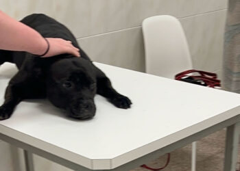 El Partido Animalista reclama penas más duras por maltrato animal tras el ahogamiento intencionado de un perro por una mujer en Alicante