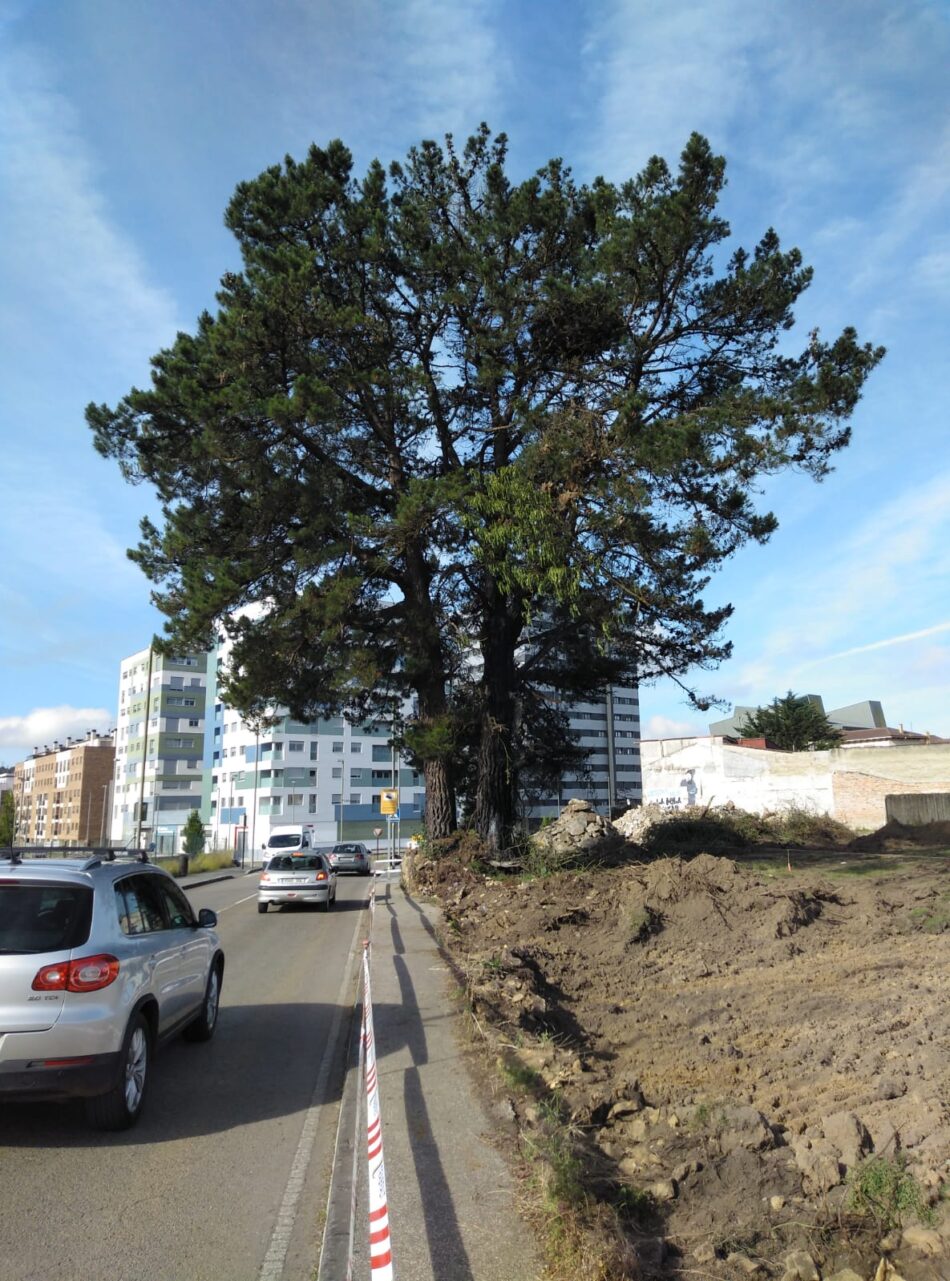 Coordinadora Ecoloxista d´Asturies presenta un requerimiento ante el Ayuntamiento de Siero para que no tale los 2 grandes pinos del Rebollar