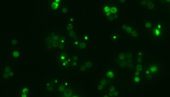 Una IA española descifra el lenguaje secreto de la agregación de proteínas