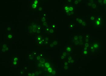 Una IA española descifra el lenguaje secreto de la agregación de proteínas