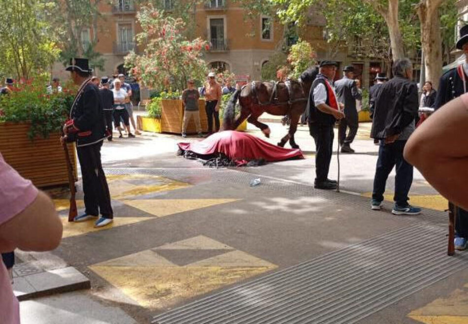 Mor sobtadament un cavall en la cavalcada dels Tres Tombs: PACMA demana responsabilitats