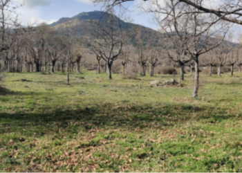 Dos mil firmas para salvar la Dehesa de los Arroyuelos: El clamor vecinal llega al Ayuntamiento de Cercedilla