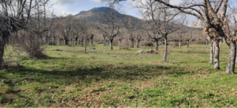 Dos mil firmas para salvar la Dehesa de los Arroyuelos: El clamor vecinal llega al Ayuntamiento de Cercedilla