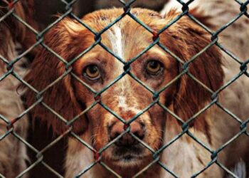 Aprueban en Italia una ley sobre la protección de los animales