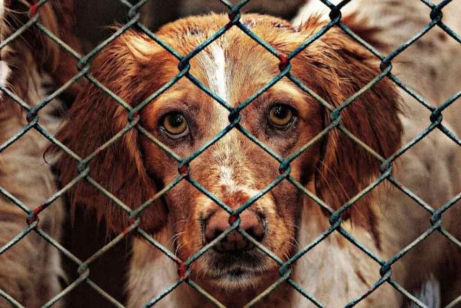 Aprueban en Italia una ley sobre la protección de los animales