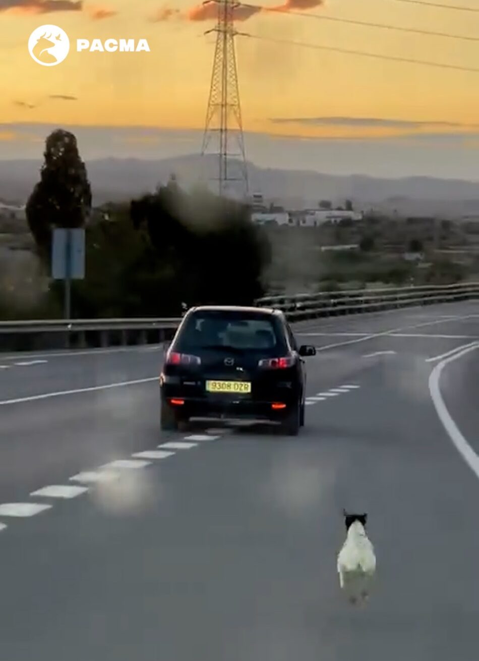 PACMA busca al responsable del abandono viral de un perro en Mojácar y solicita colaboración ciudadana para dar con el animal