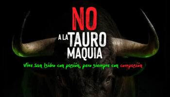 PACMA convoca su tradicional concentración antitaurina ‘San Isidro Compasión’ este sábado en Madrid