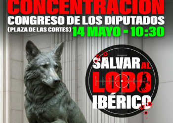 PACMA anuncia una concentración frente al Congreso para exigir la protección del lobo ibérico