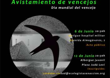 El 7 de junio es el Día Mundial del Vencejo
