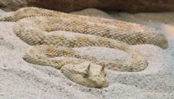 Completan la secuenciación del genoma de la víbora cornuda de Arabia