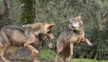 El Partido Animalista celebra la suspensión cautelar de la caza del lobo en Galicia y anima al resto de CCAA a seguir el ejemplo
