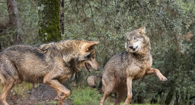 El Partido Animalista celebra la suspensión cautelar de la caza del lobo en Galicia y anima al resto de CCAA a seguir el ejemplo