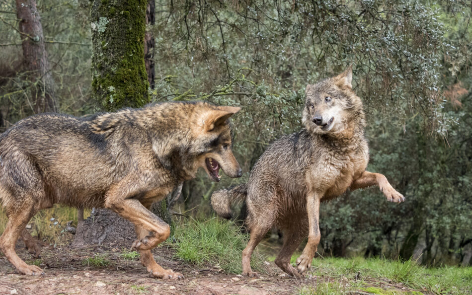 El Partido Animalista celebra la suspensión cautelar de la caza del lobo en Galicia y anima al resto de CCAA a seguir el ejemplo