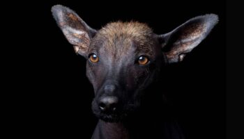 El camino del perro: así conquistó este querido animal el continente americano