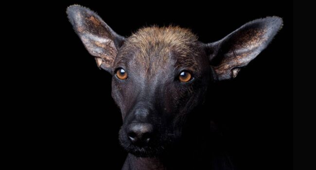 El camino del perro: así conquistó este querido animal el continente americano