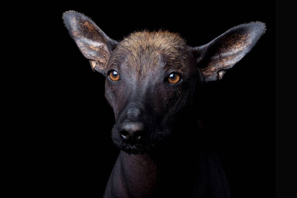 El camino del perro: así conquistó este querido animal el continente americano