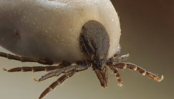 Garrapatas y enfermedad de Lyme, una plaga creciente en España