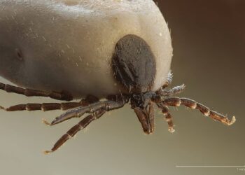Garrapatas y enfermedad de Lyme, una plaga creciente en España