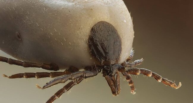 Garrapatas y enfermedad de Lyme, una plaga creciente en España