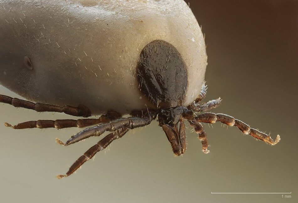 Garrapatas y enfermedad de Lyme, una plaga creciente en España