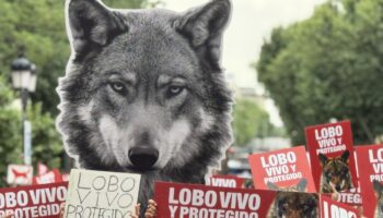 España se moviliza en defensa del lobo