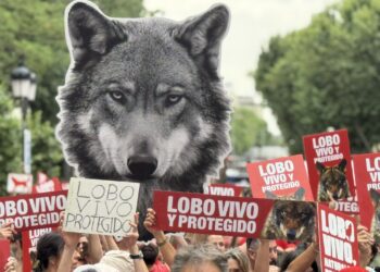 España se moviliza en defensa del lobo