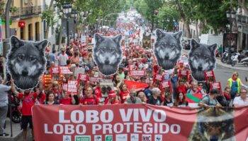 Miles de personas salieron el domingo a la calle para exigir la inmediata protección del lobo ibérico y el fin de su caza