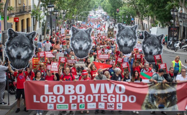 Miles de personas salieron el domingo a la calle para exigir la inmediata protección del lobo ibérico y el fin de su caza
