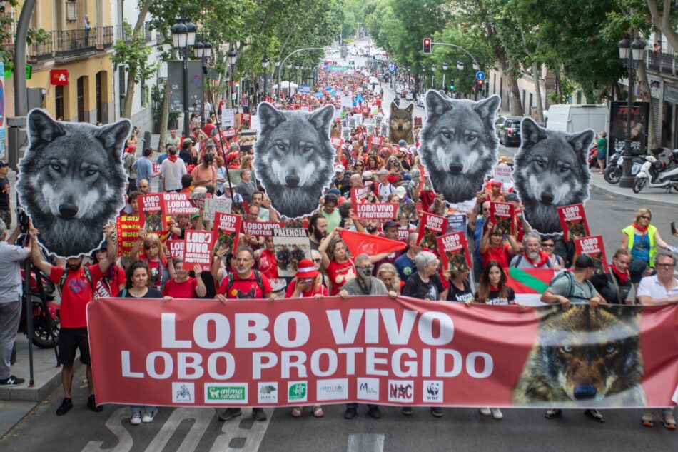 Miles de personas salieron el domingo a la calle para exigir la inmediata protección del lobo ibérico y el fin de su caza