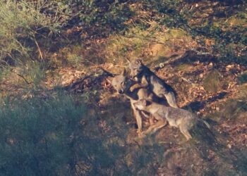 Alianza Verde y Podemos piden al gobierno que presente un recurso de inconstitucionalidad y dé, por fin, un paso adelante para detener las matanzas de lobos