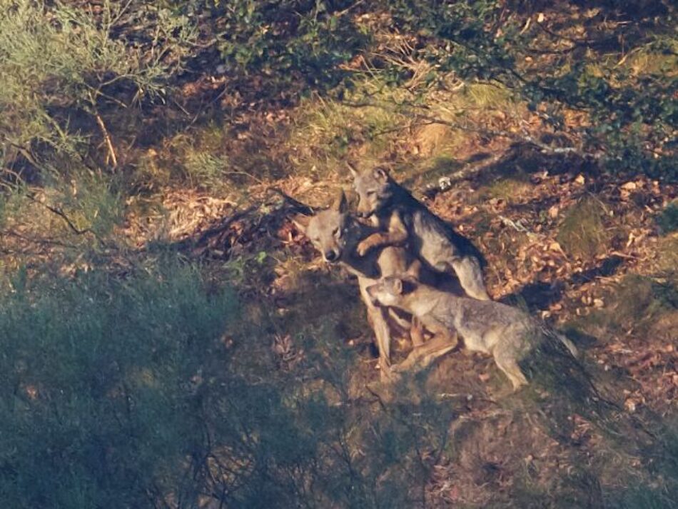 Alianza Verde y Podemos piden al gobierno que presente un recurso de inconstitucionalidad y dé, por fin, un paso adelante para detener las matanzas de lobos