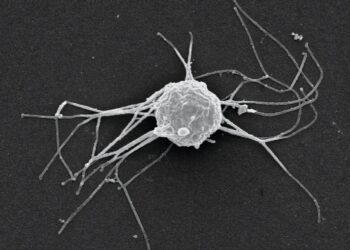 La maravillosa red microscópica que sostiene la vida en los océanos