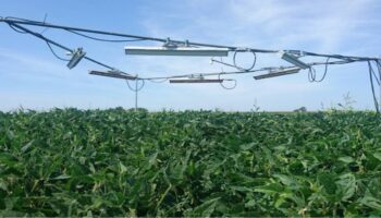 Las plantas despliegan múltiples estrategias para resistir el calor del cambio climático