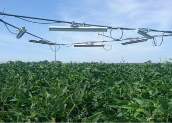 Las plantas despliegan múltiples estrategias para resistir el calor del cambio climático