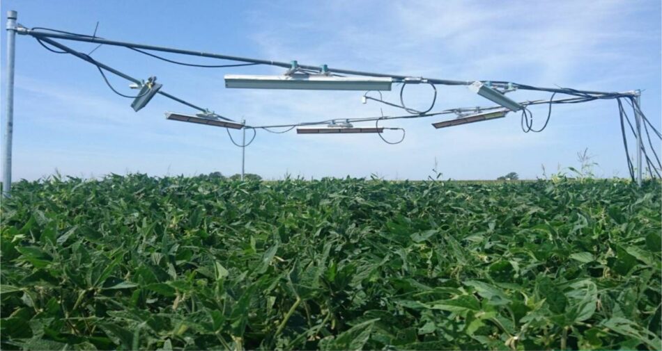 Las plantas despliegan múltiples estrategias para resistir el calor del cambio climático