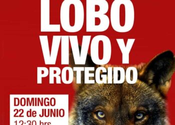 La sociedad civil se moviliza en Madrid en defensa del lobo vivo y protegido