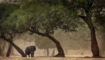 Los humanos conquistaron nuevos hábitats en África antes de salir con éxito del continente